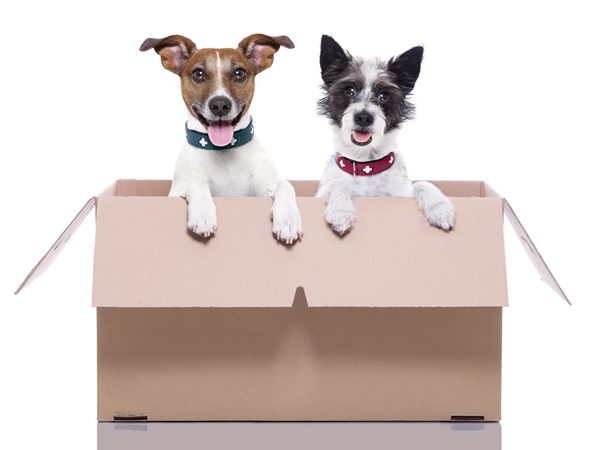 pet moving services, Pet Moving Services, The Nuts and Bolts